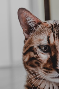 brown and black cat in close up photography