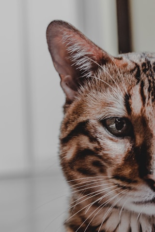 brown and black cat in close up photography