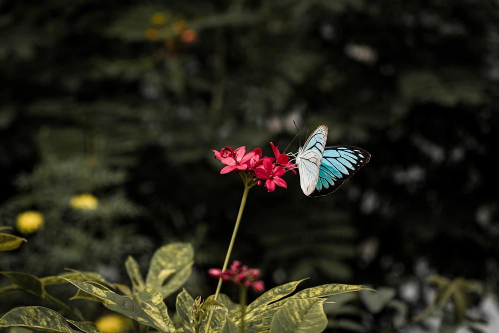 blue and black butterfly perched on pink flower in close up photography during daytime