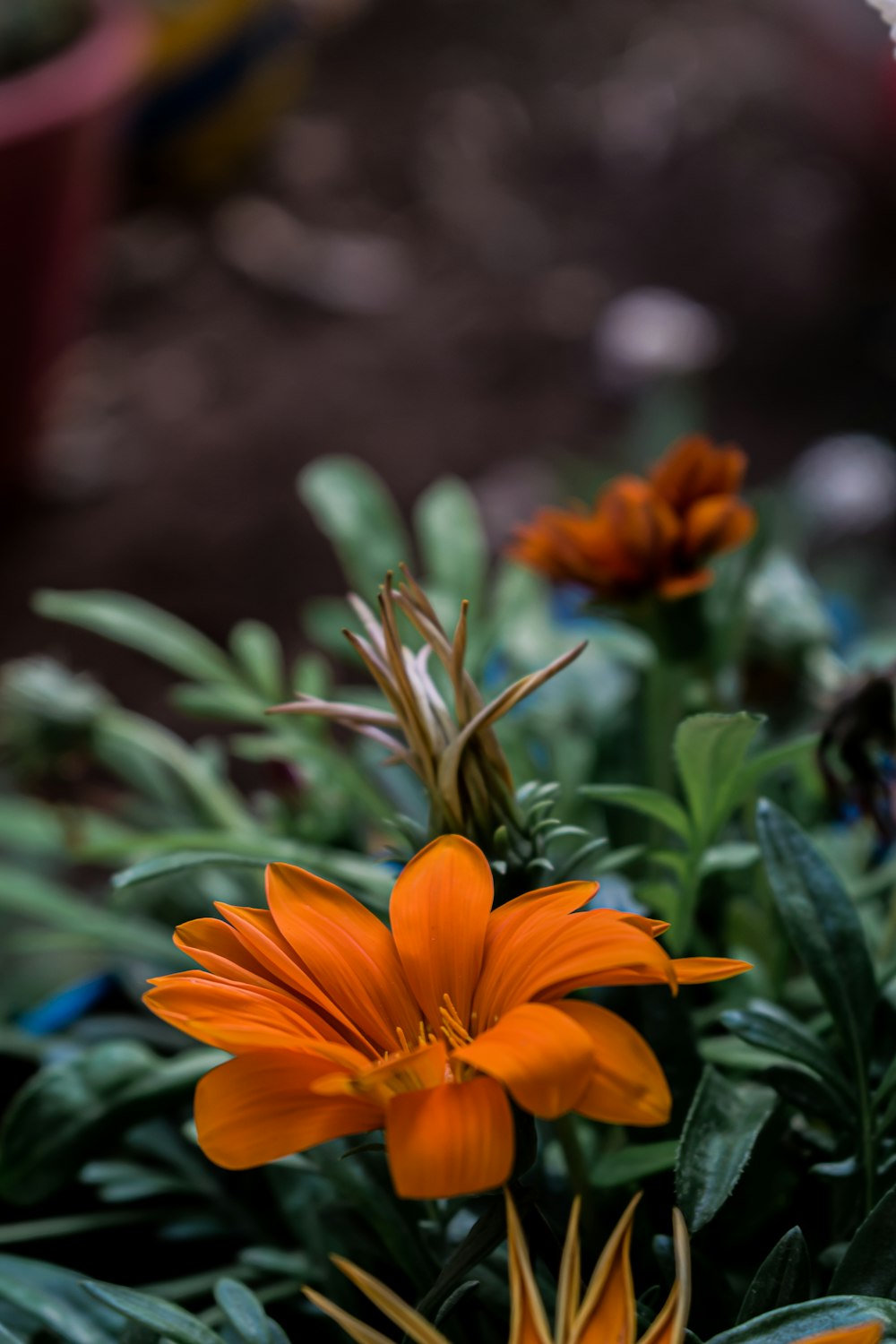 orange flower in tilt shift lens