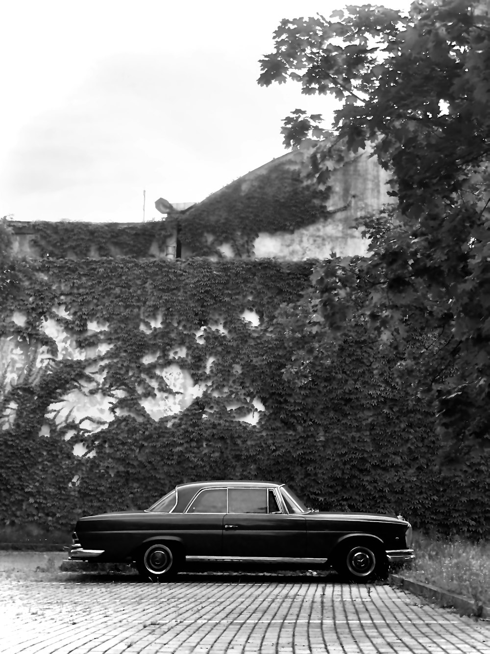 grayscale photo of car near trees