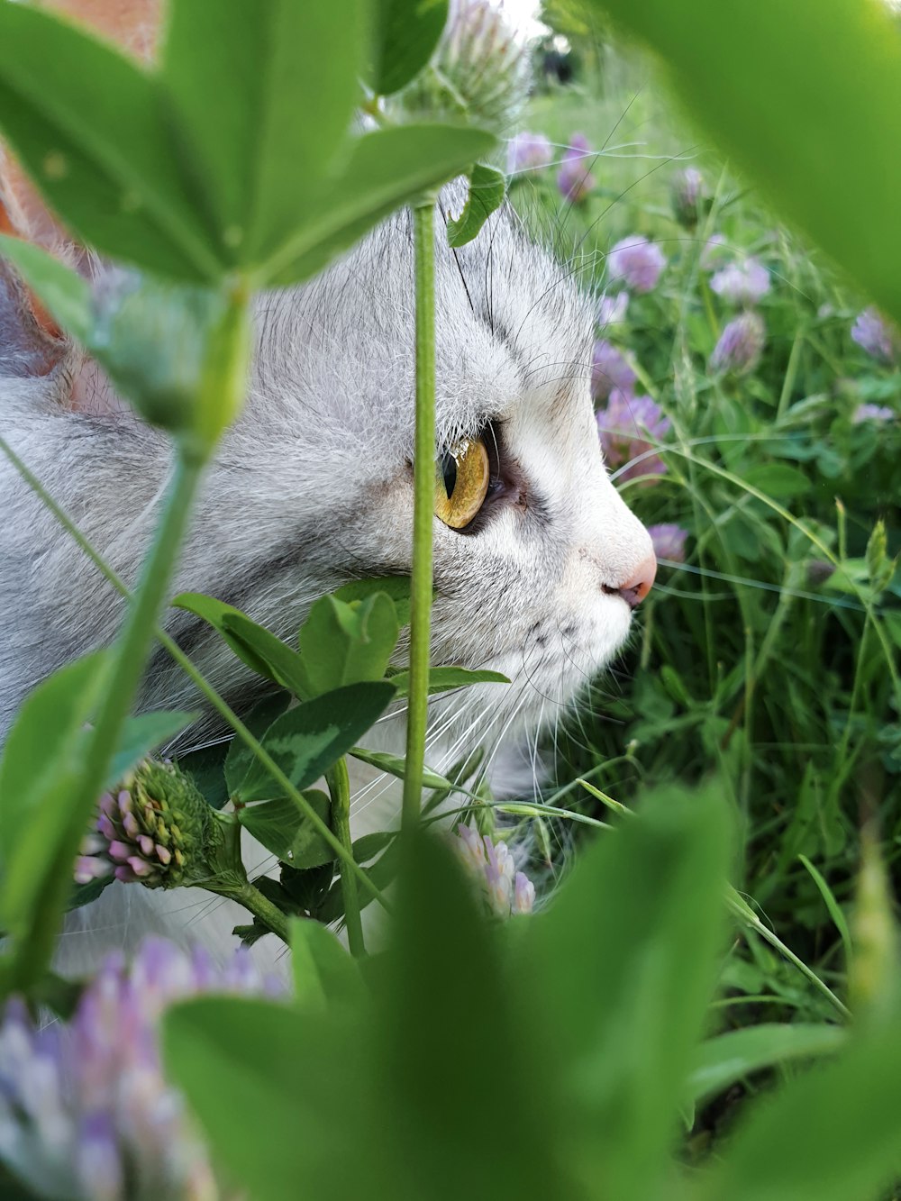 white and gray cat on green grass during daytime