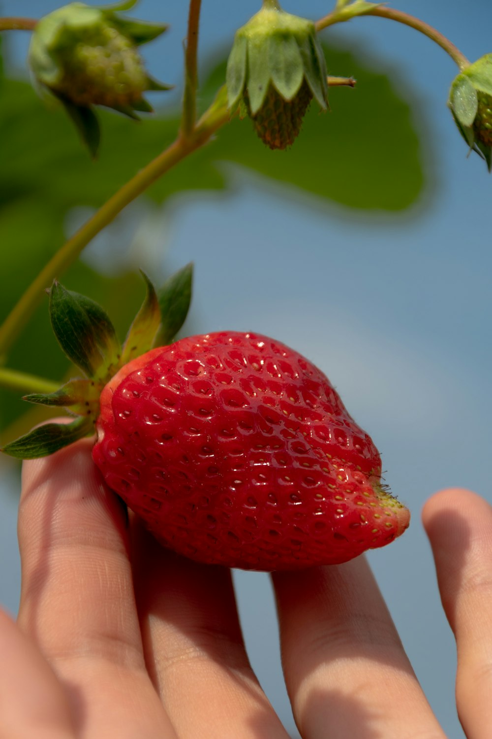 person holding red strawberry fruit