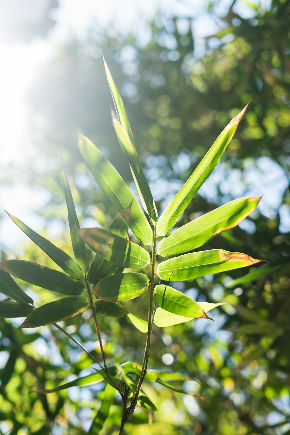 green leaf plant during daytime