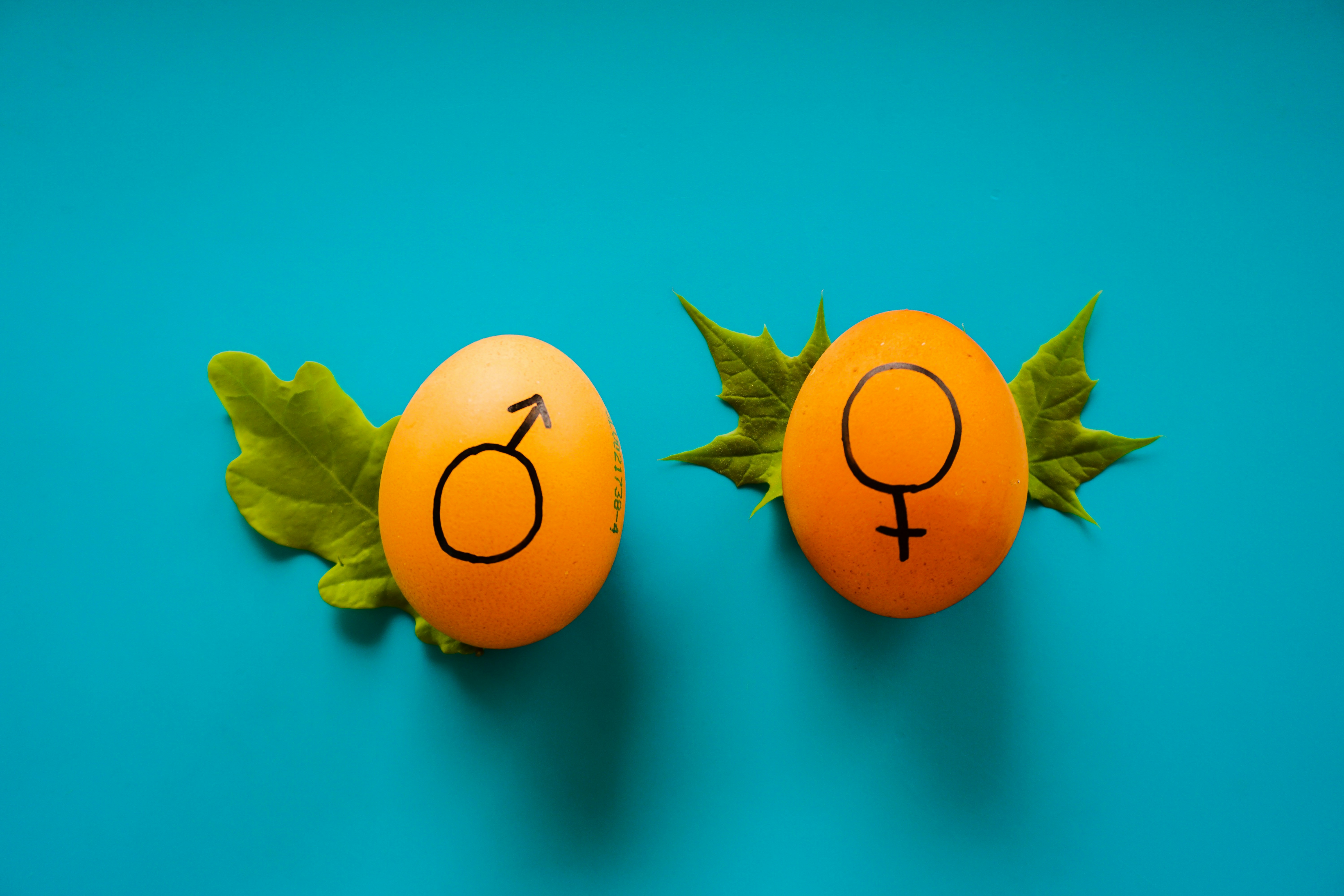 The Role Of Male And Female Interactions In Reproduction