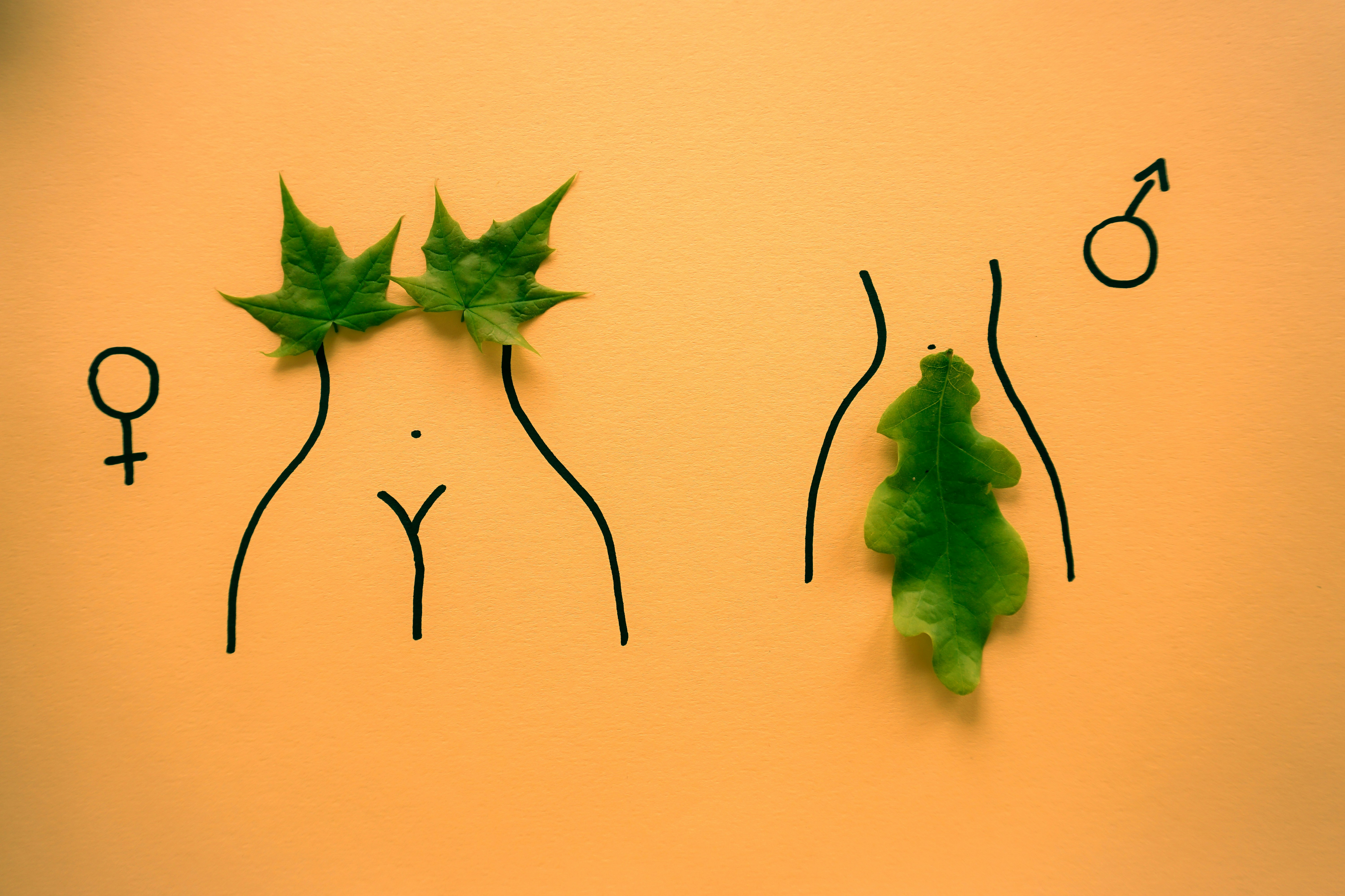 green leaves on brown wall
