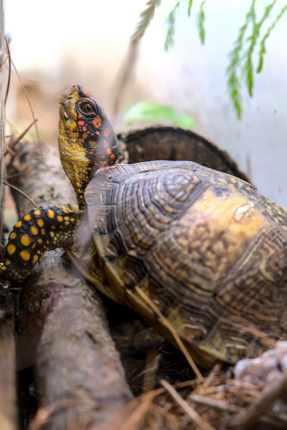 brown and black turtle on brown tree trunk