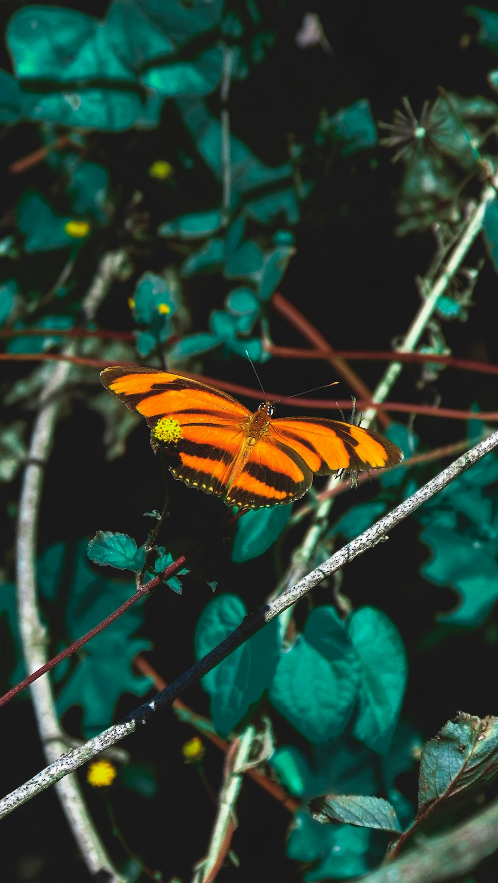 orange and black butterfly on green leaf plant