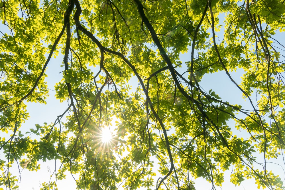 green leaf tree during daytime