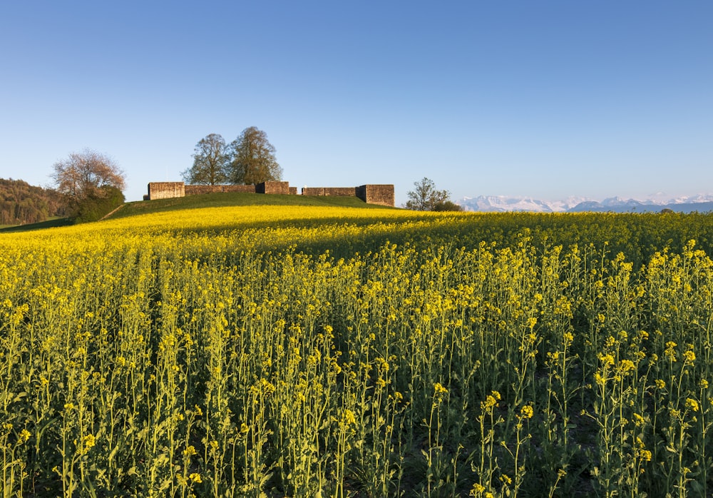 Grünes Grasfeld in der Nähe von Brown House unter blauem Himmel tagsüber