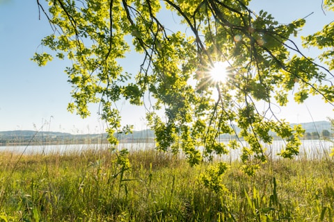 green grass field near body of water during daytime