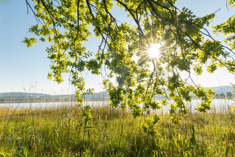 green grass field near body of water during daytime