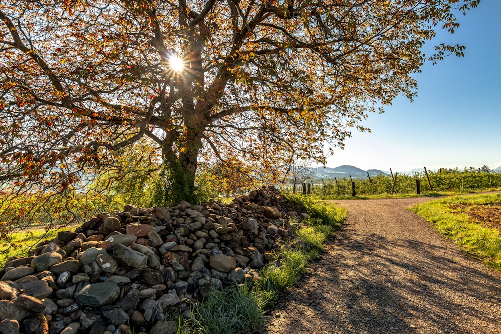 Arbre brun sur un champ d’herbe verte pendant la journée