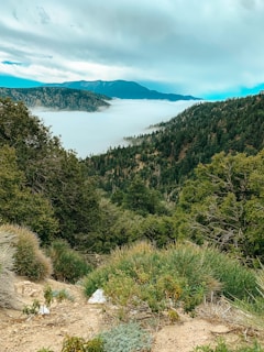 green trees on mountain during daytime
