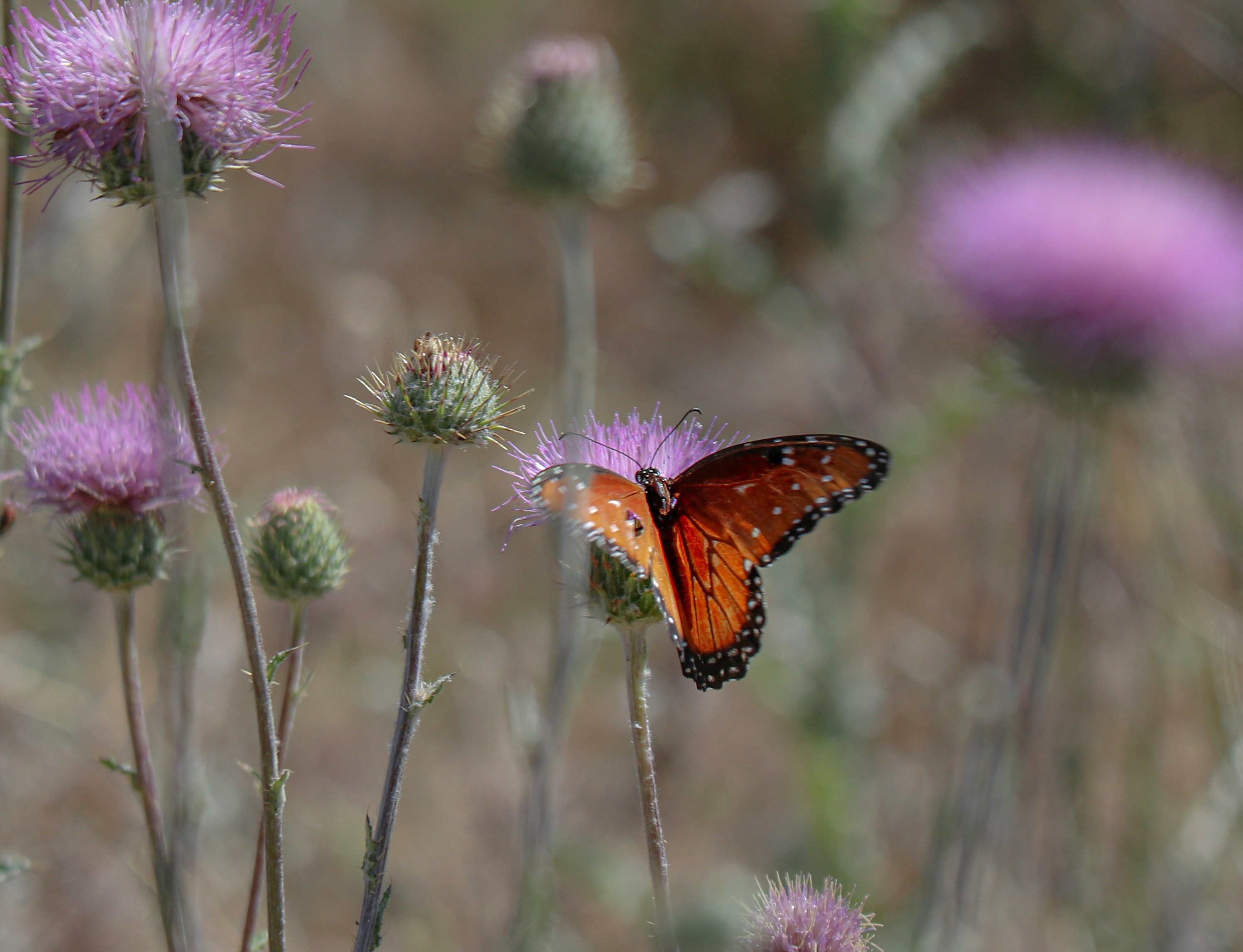 Photo by nikolehahn1