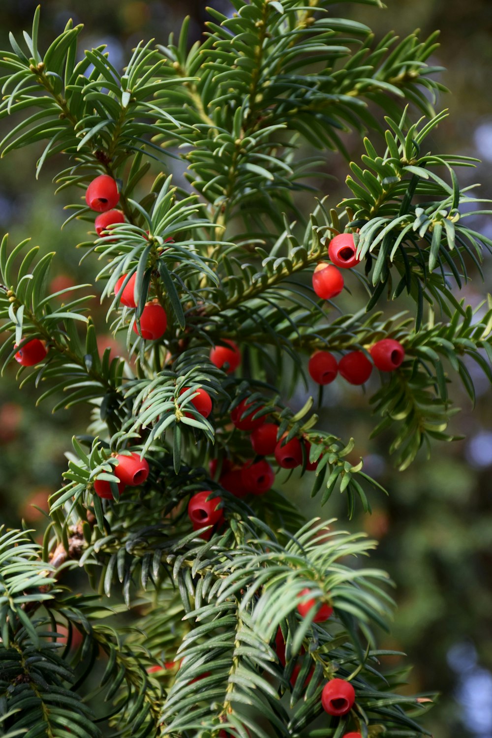 Fruto redondo rojo en árbol verde