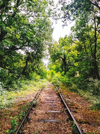 brown train rail between green trees during daytime