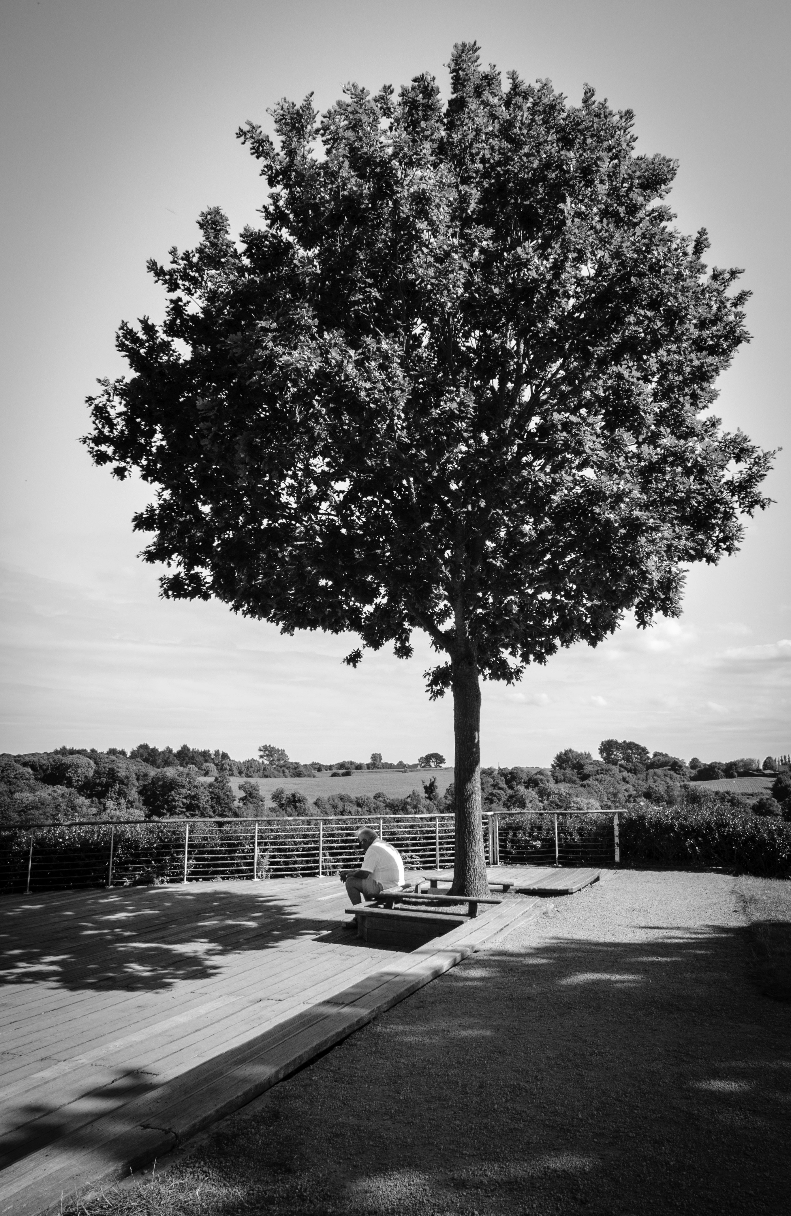 foto em tons de cinza do homem sentado no banco perto da árvore