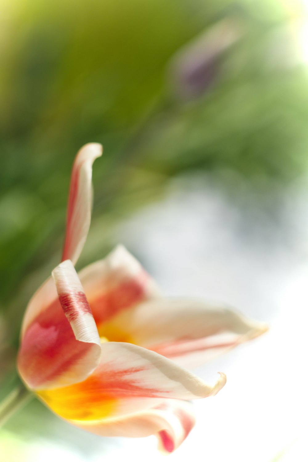 pink and white flower in macro shot