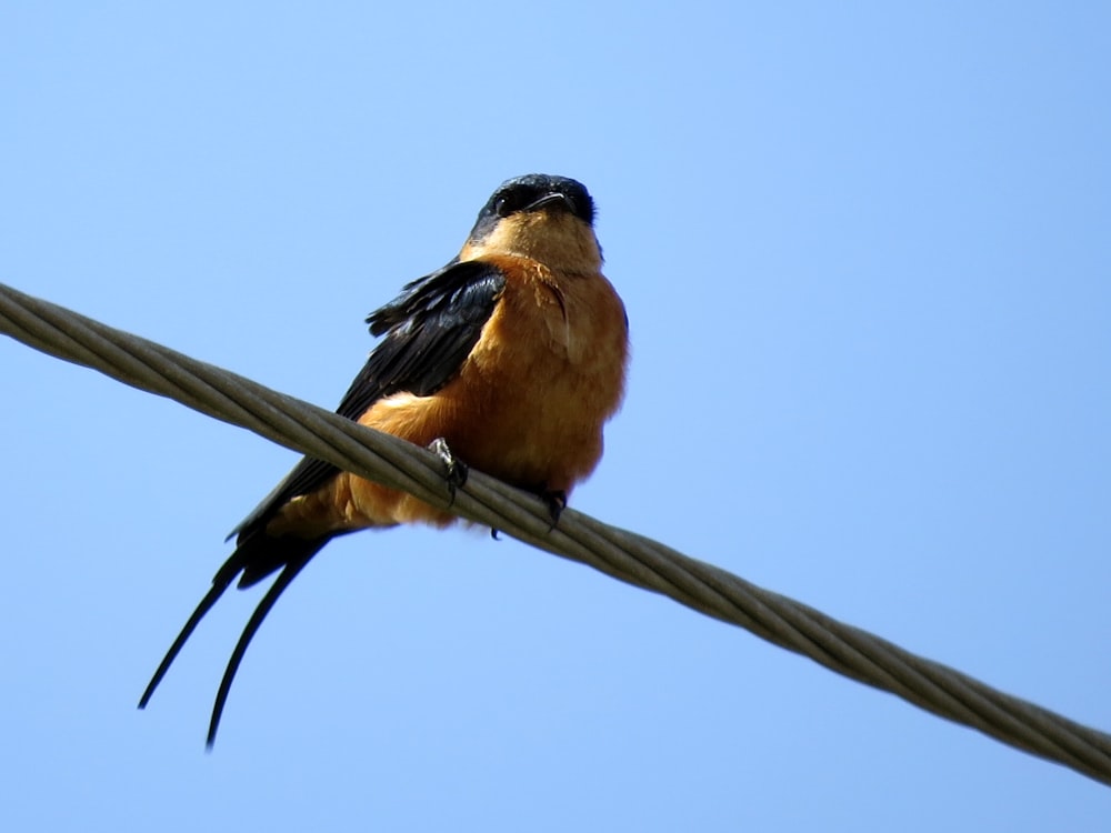 brown and black bird on brown wooden stick during daytime