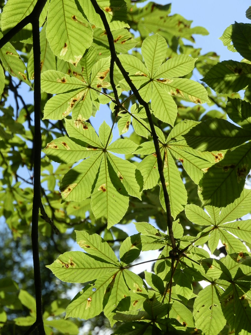green leaves on tree branch