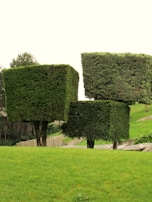 Three large, neatly trimmed box-shaped hedges stand in a grassy area, with a backdrop of natural greenery. The hedges are positioned on sloped terrain, creating a visually striking arrangement.