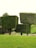 Three large, neatly trimmed box-shaped hedges stand in a grassy area, with a backdrop of natural greenery. The hedges are positioned on sloped terrain, creating a visually striking arrangement.