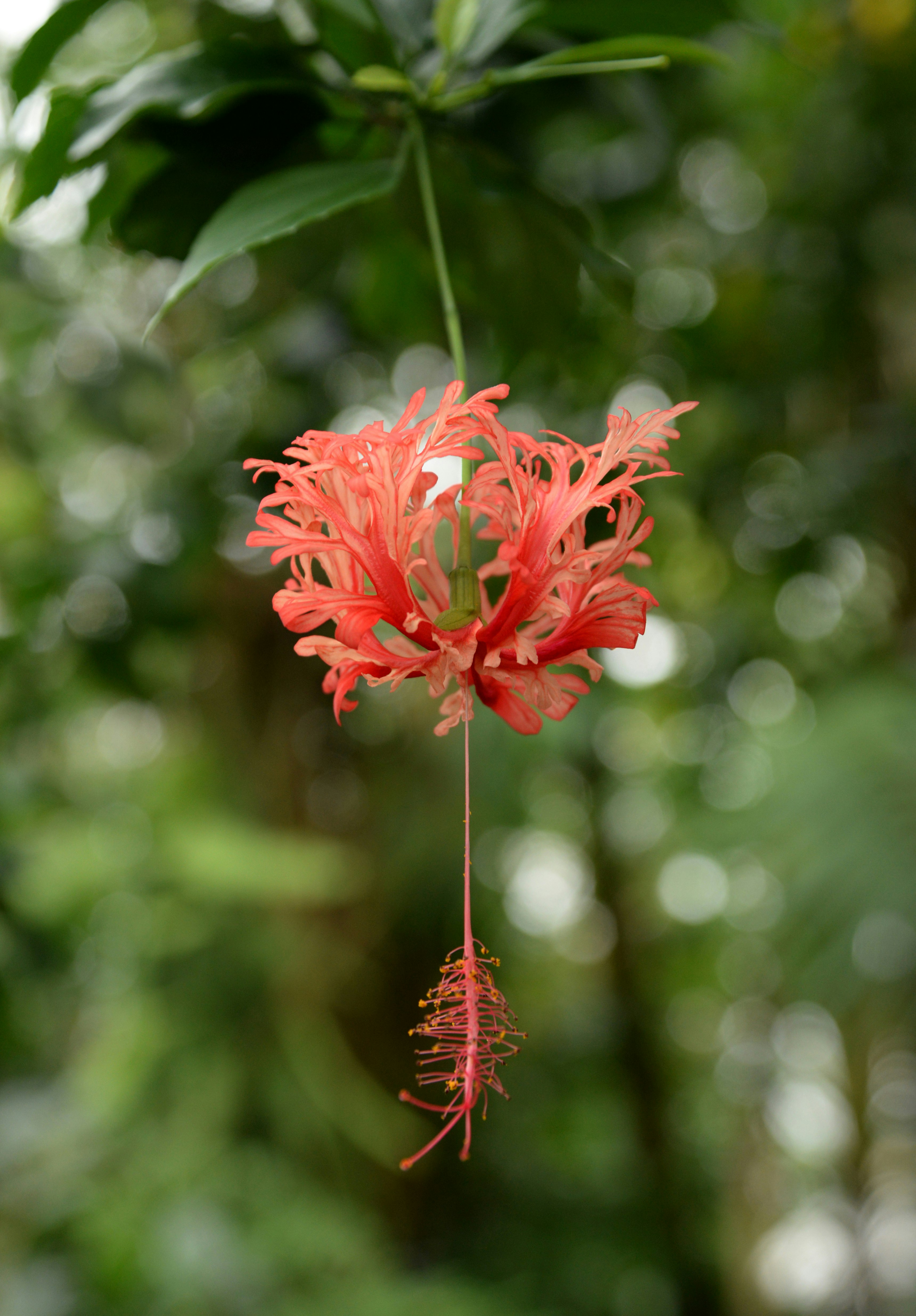 red flower in tilt shift lens