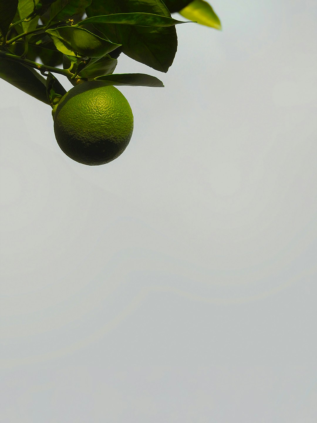 green fruit with green leaves