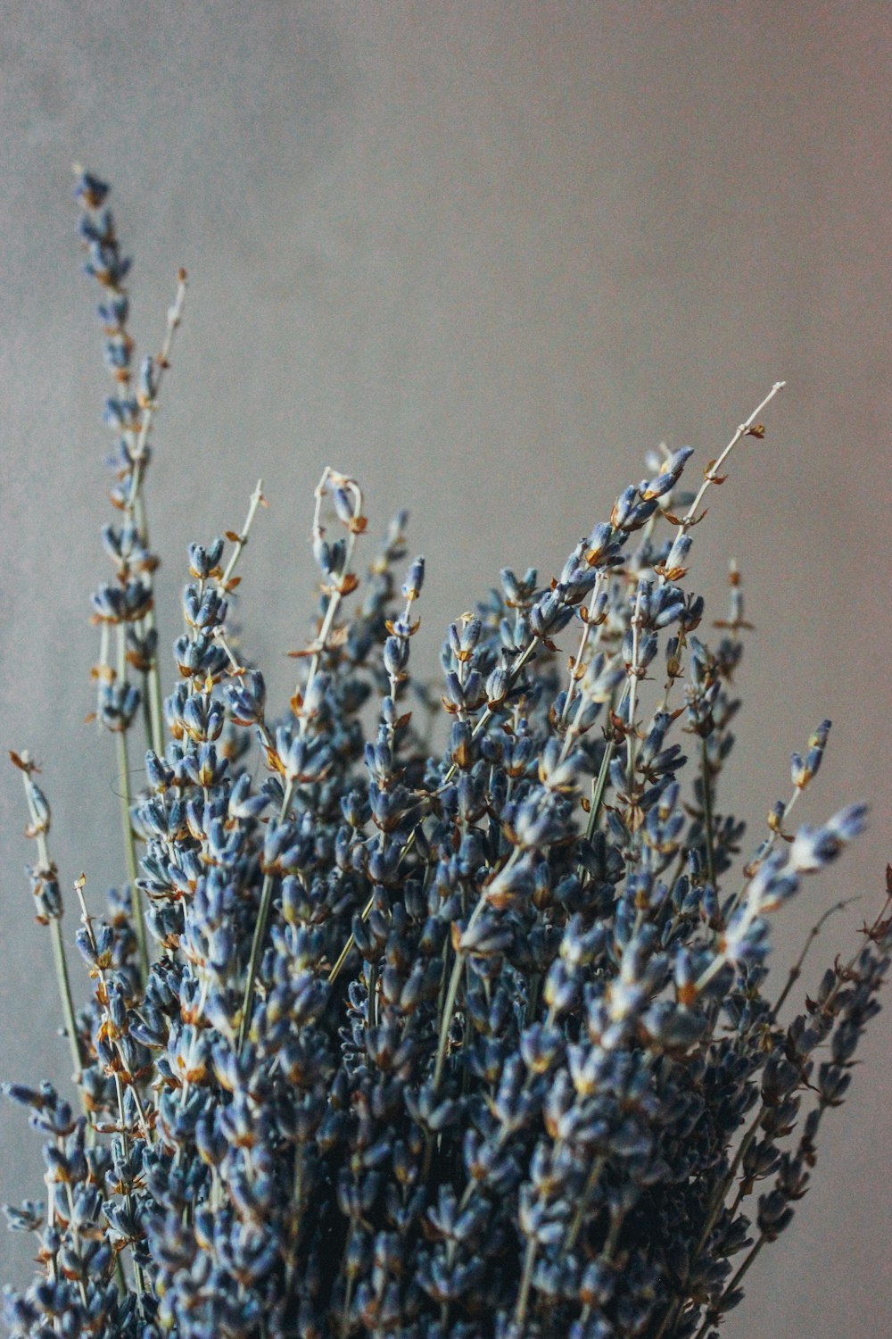 brown wheat plant in close up photography