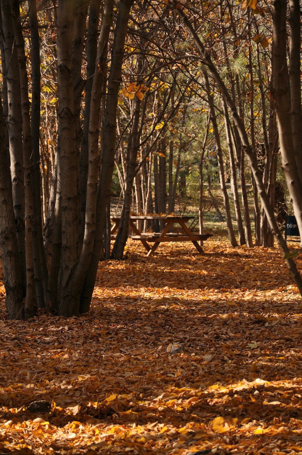 brown trees on brown dried leaves during daytime