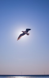 Freedom to Soar Beyond Your Challenges