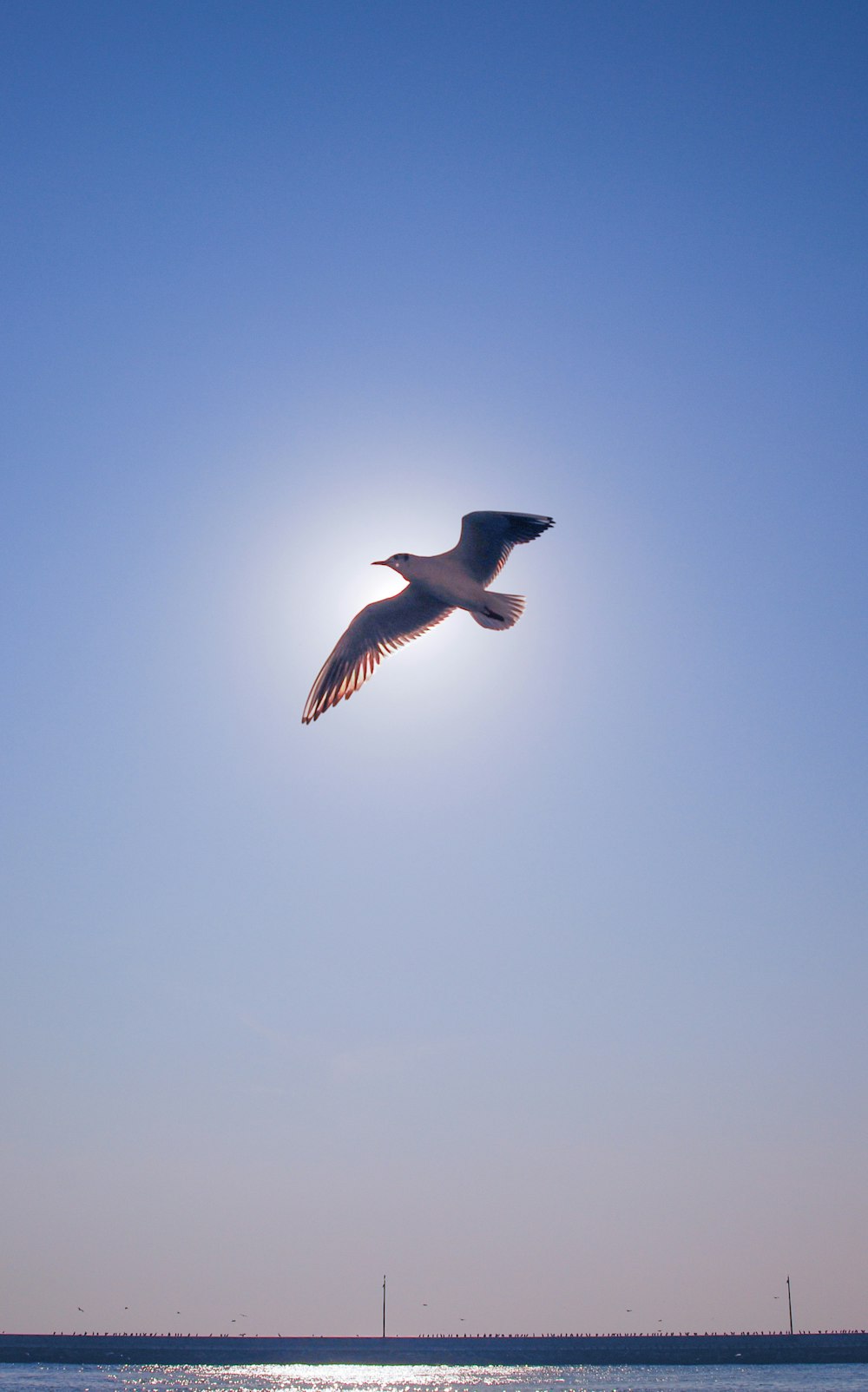 white and black bird flying during daytime