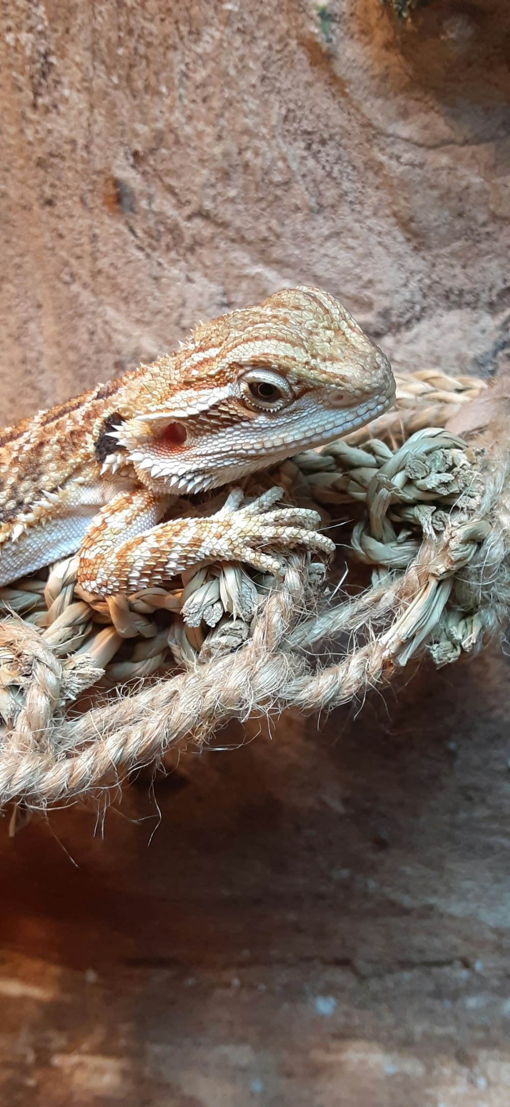 orange and white lizard on brown dried leaves