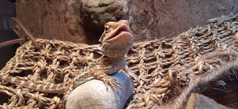 brown and white lizard on gray rock