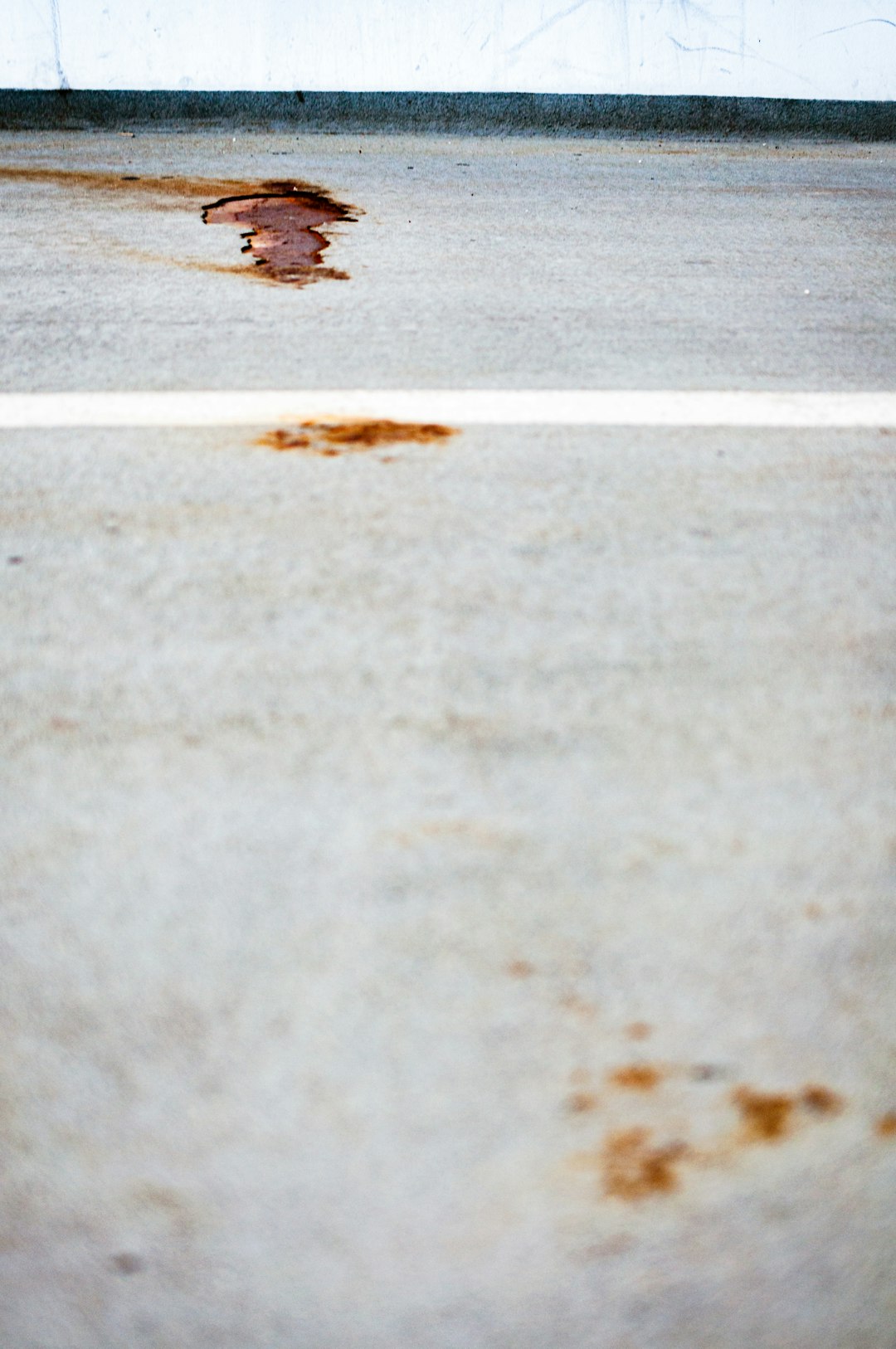 brown bird on gray concrete road