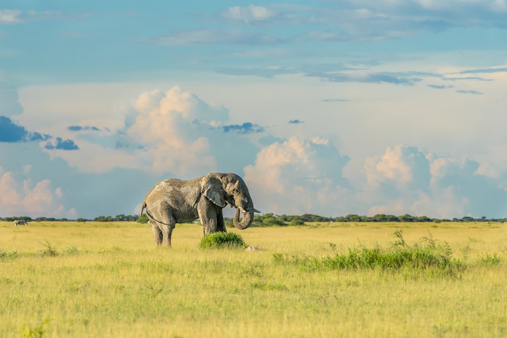 elephant on green grass field during daytime