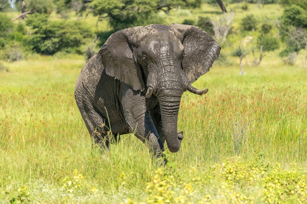 elephant on green grass field during daytime