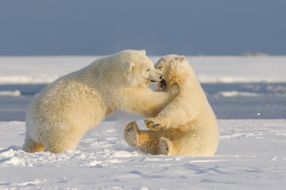 polar bear on snow covered ground during daytime