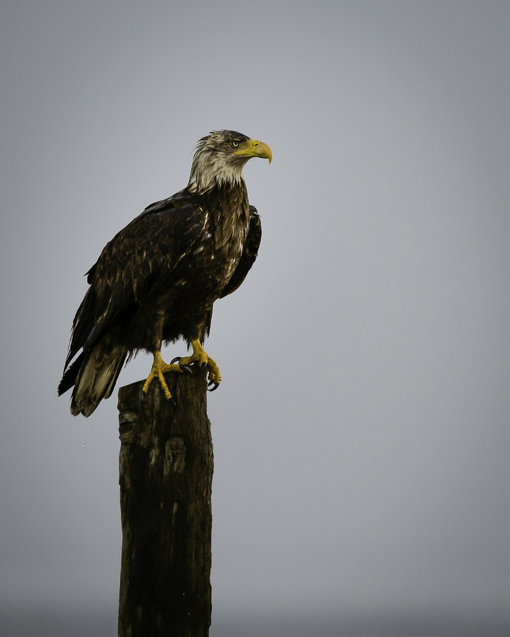 brown and white eagle on brown tree branch during daytime