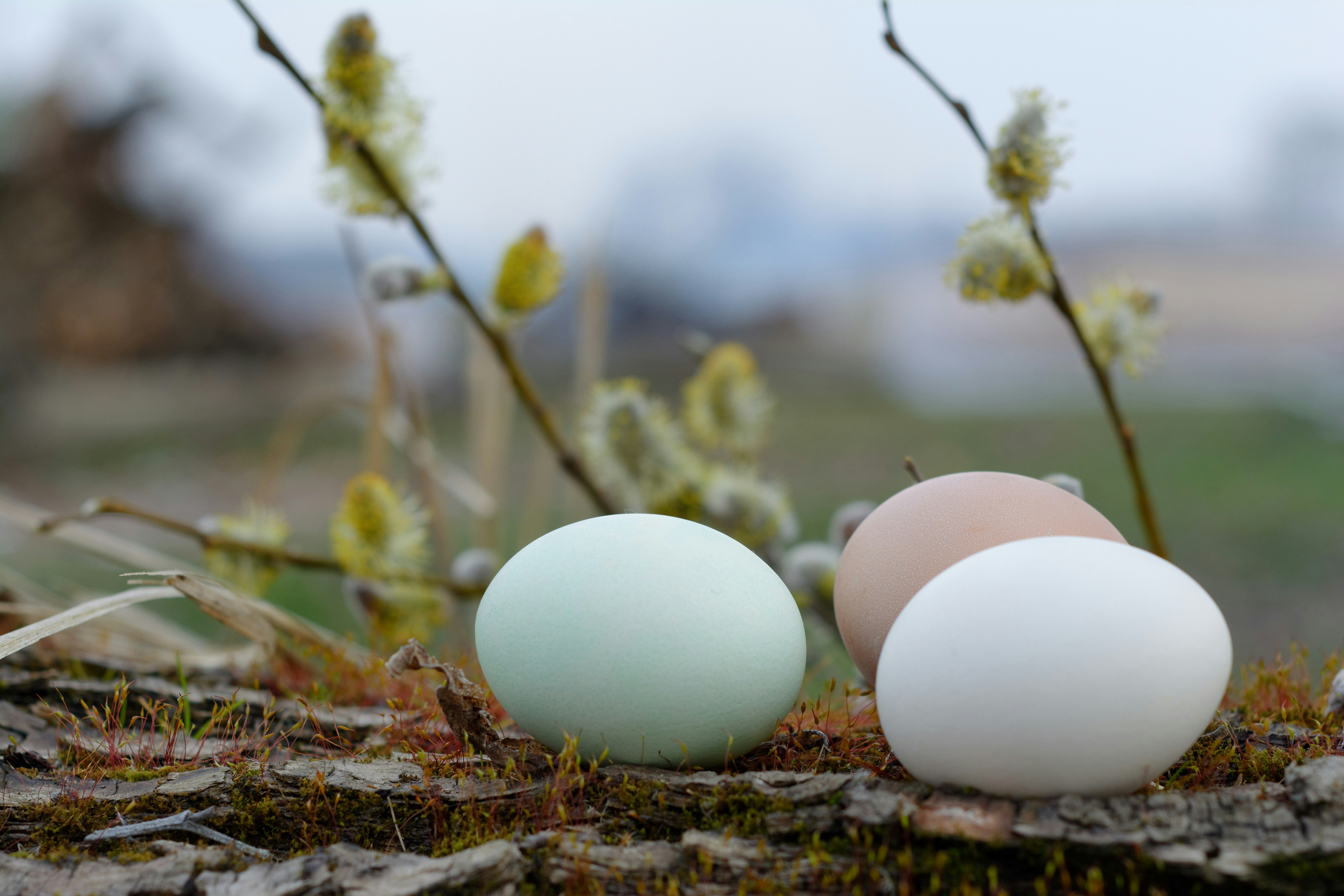 How Vital Farms cracked open the pasture-raised egg market