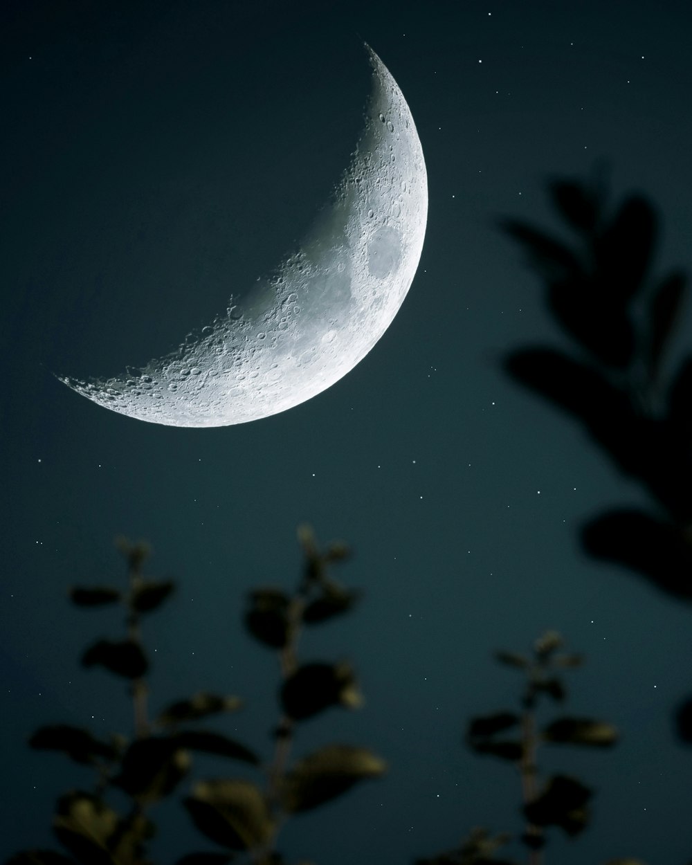 Luna llena sobre hojas verdes