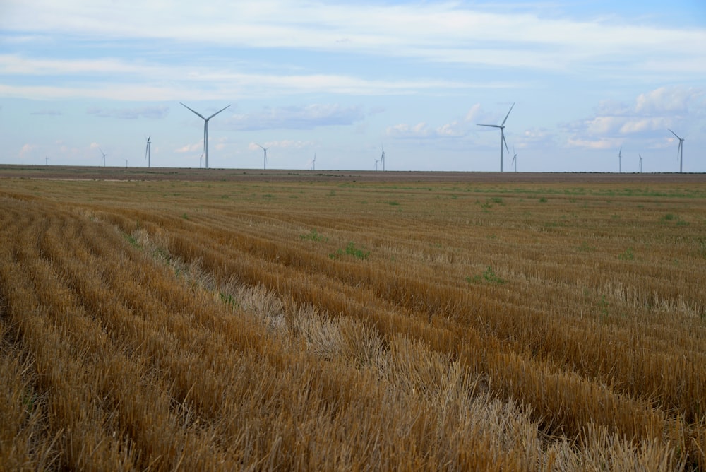 brown grass field under blue sky during daytime