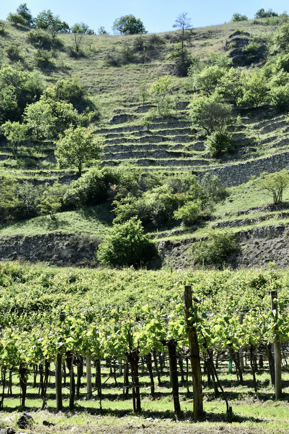 Campo de hierba verde durante el día