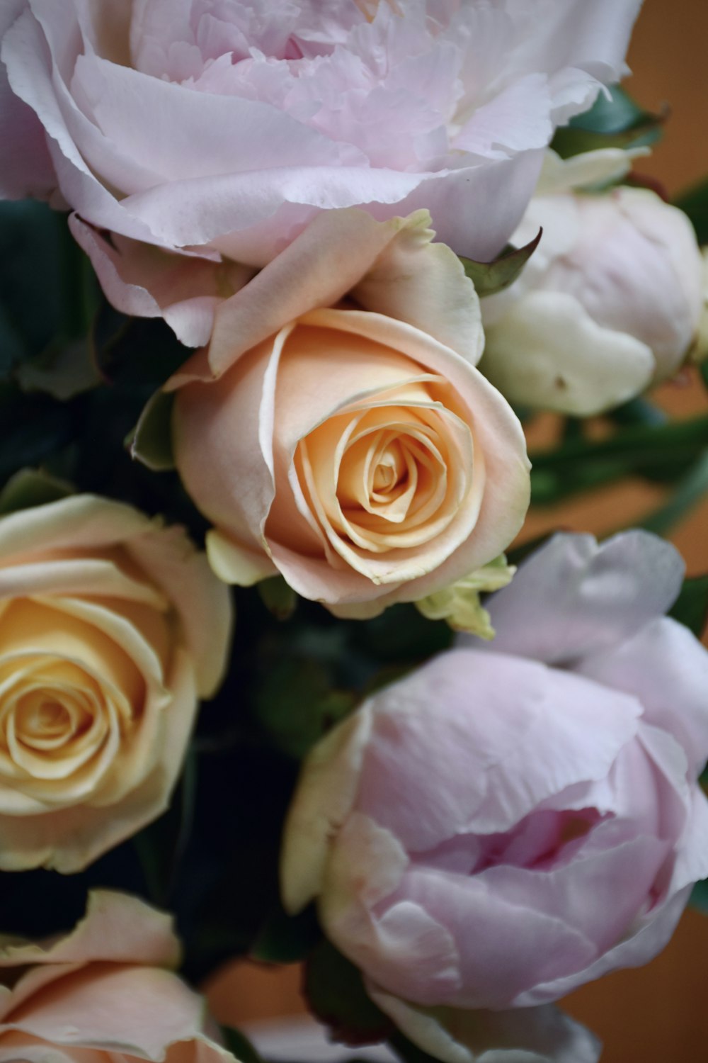 pink roses in close up photography