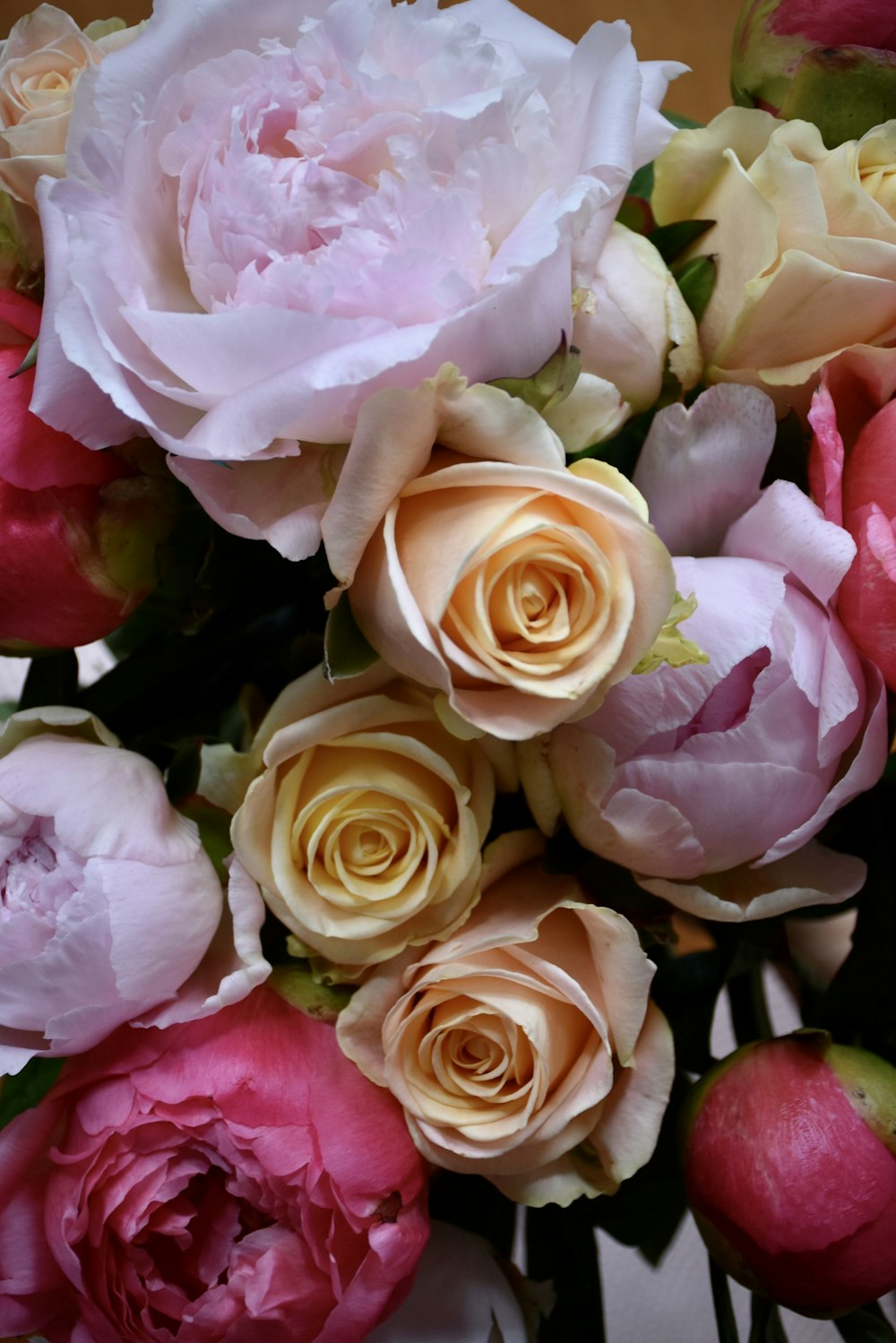 pink and white roses in bloom