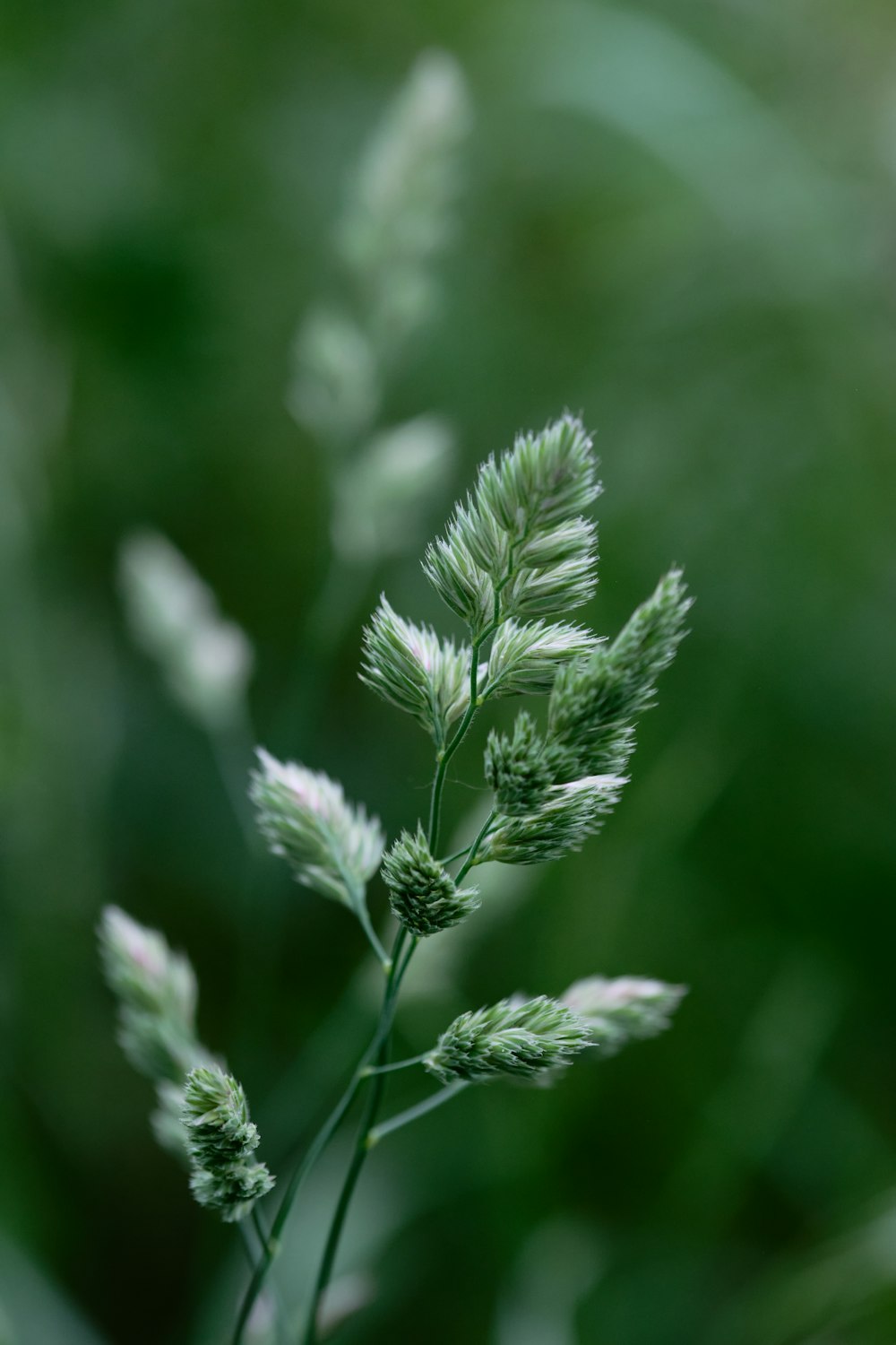 a close up of a green plant with blurry background