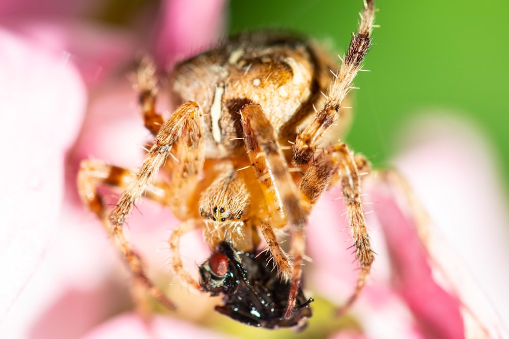 brown and black spider on humans hand