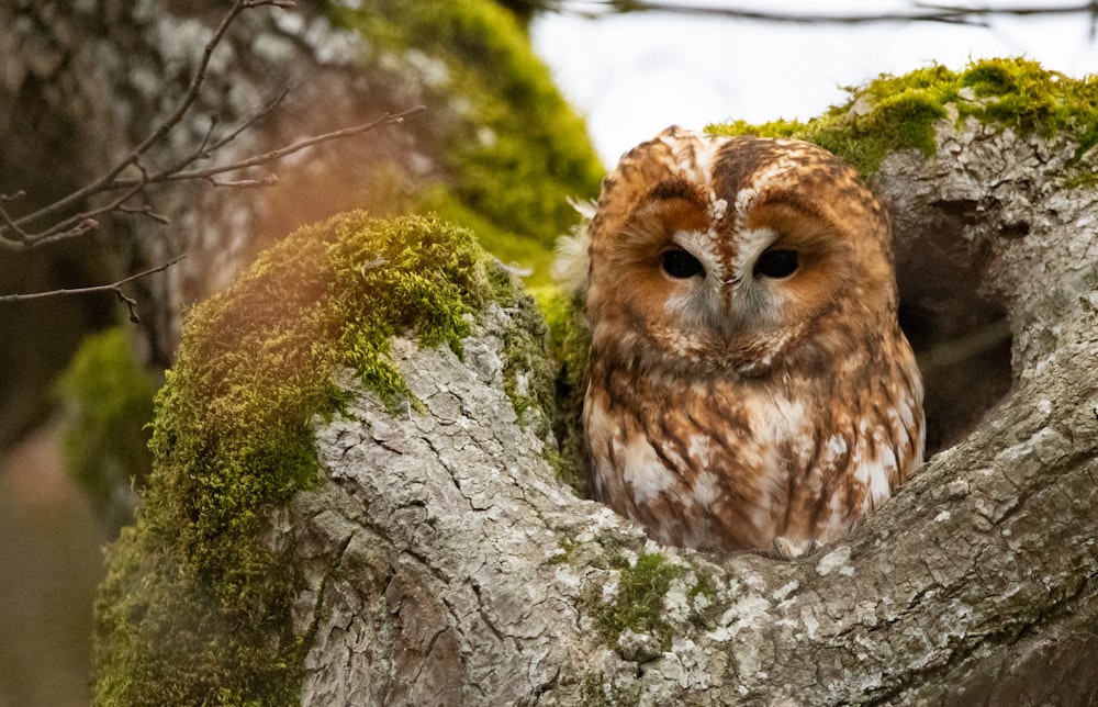 brown owl on tree branch during daytime