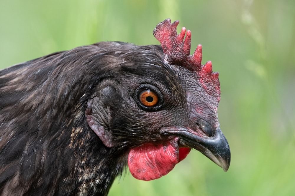black and red rooster on green grass field during daytime